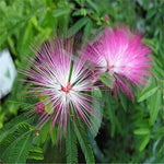 Pink White Mimosa Flower Seeds for Planting - 100 pcs for planting in your garden.