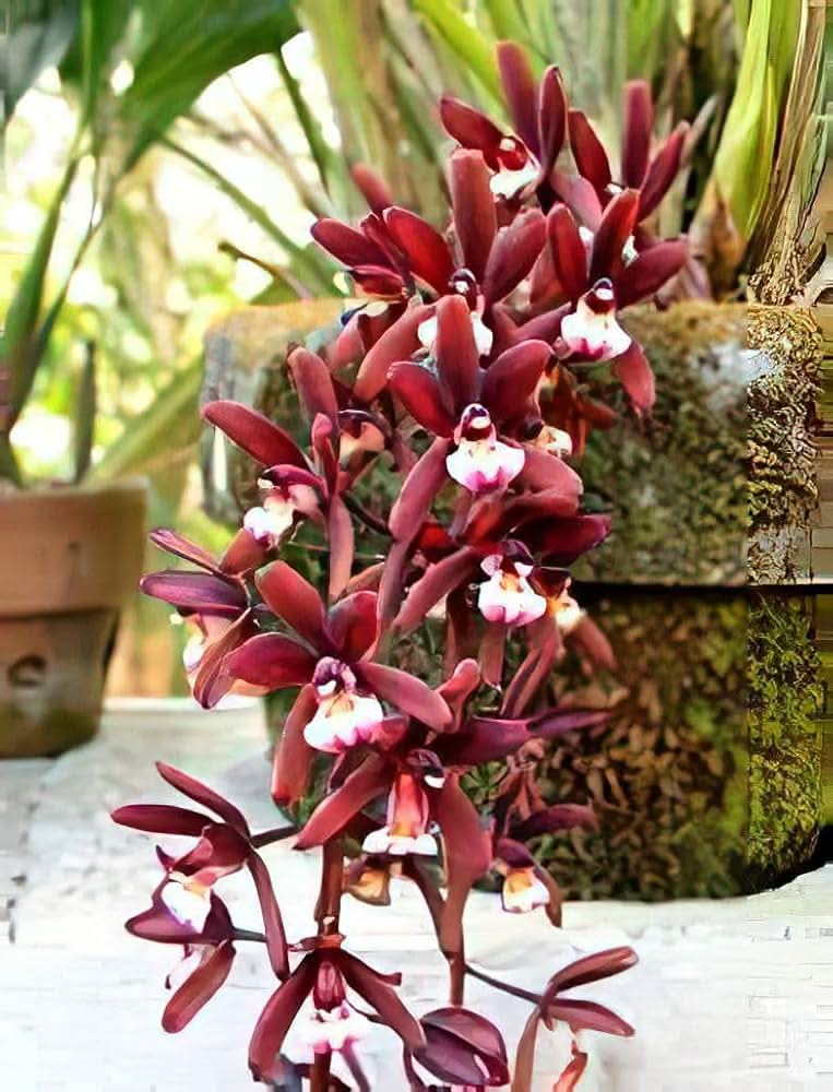 Chinese Cymbidium Orchid Mixed Flowering Seeds For Planting