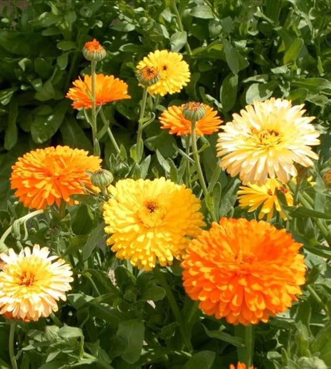 Calendula Calendula officinalis Pacific Mix Flowering Seeds For Planting in home garden or borders
