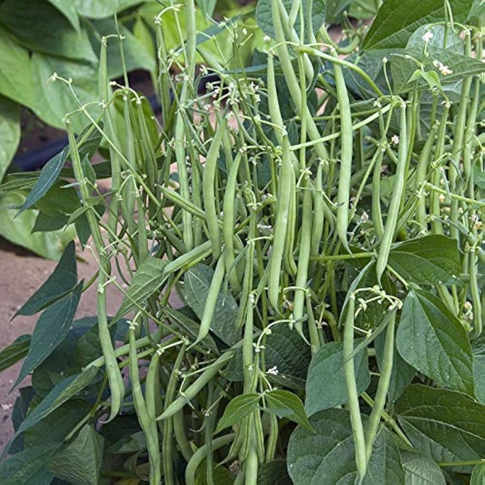 Spartan Arrow Green Bean Seeds  Fresh Harvest