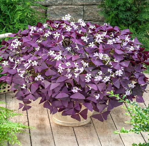 Purple Shamrock