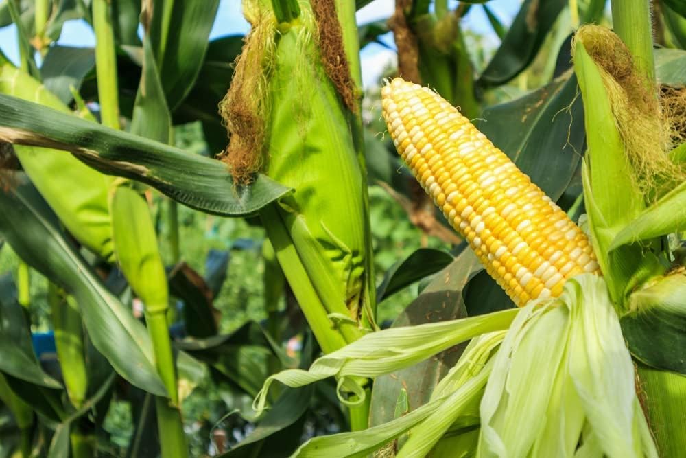 Serendipity Triplesweet Hybrid Corn Seeds | Juicy Tender High-Sugar Sweet Corn – Heirloom, Non-GMO, High Germination Organic Garden Seeds
