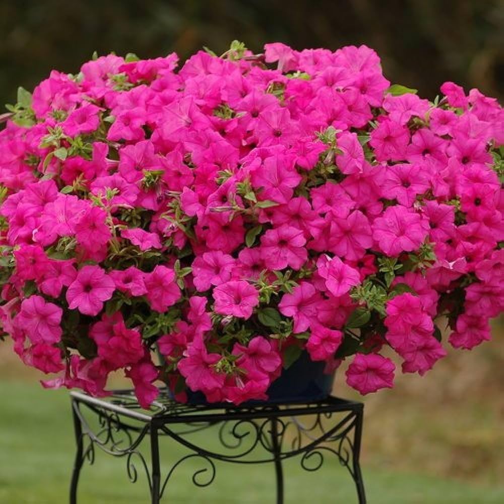 Shock Wave Rose Petunia Seeds ( Pelleted Seeds, Wave Petunia)