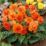 Orange Begonia Flower Seeds for Planting - NON GMO Seeds Dhara Seeds