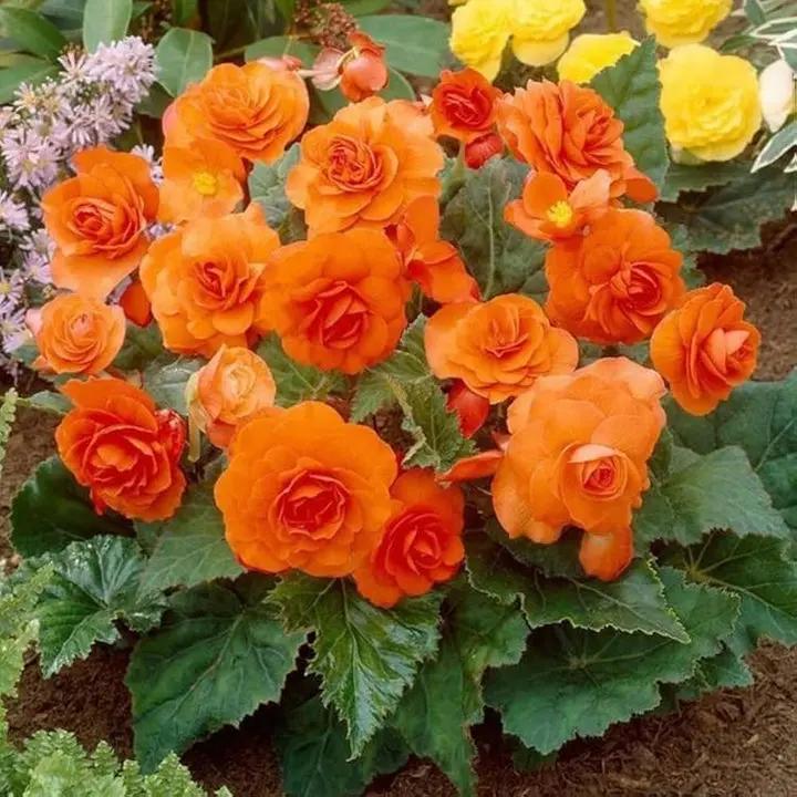 Orange Begonia Flower Seeds for Planting - NON GMO Seeds Dhara Seeds