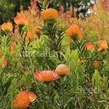 Leucospermum Flower Seeds for Planting 100