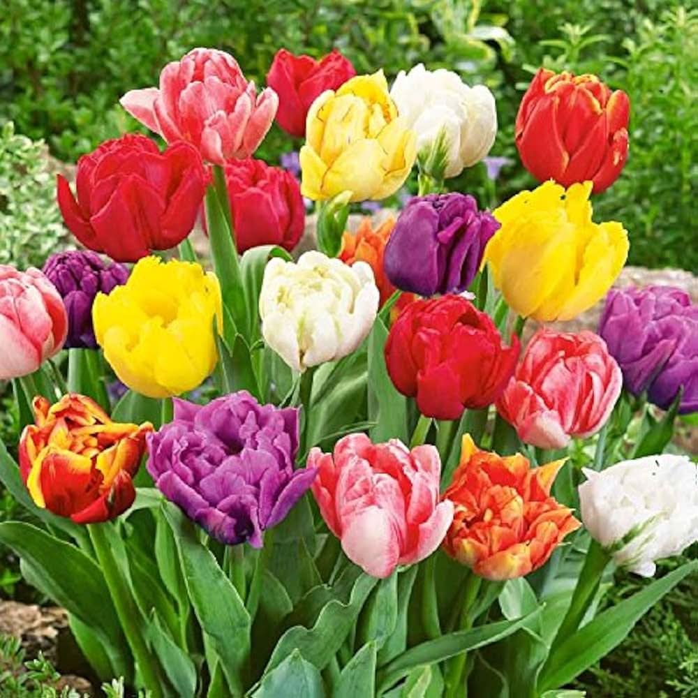 Tulip Tulipa gesneriana Flower Seeds for Planting in home garden and containers
