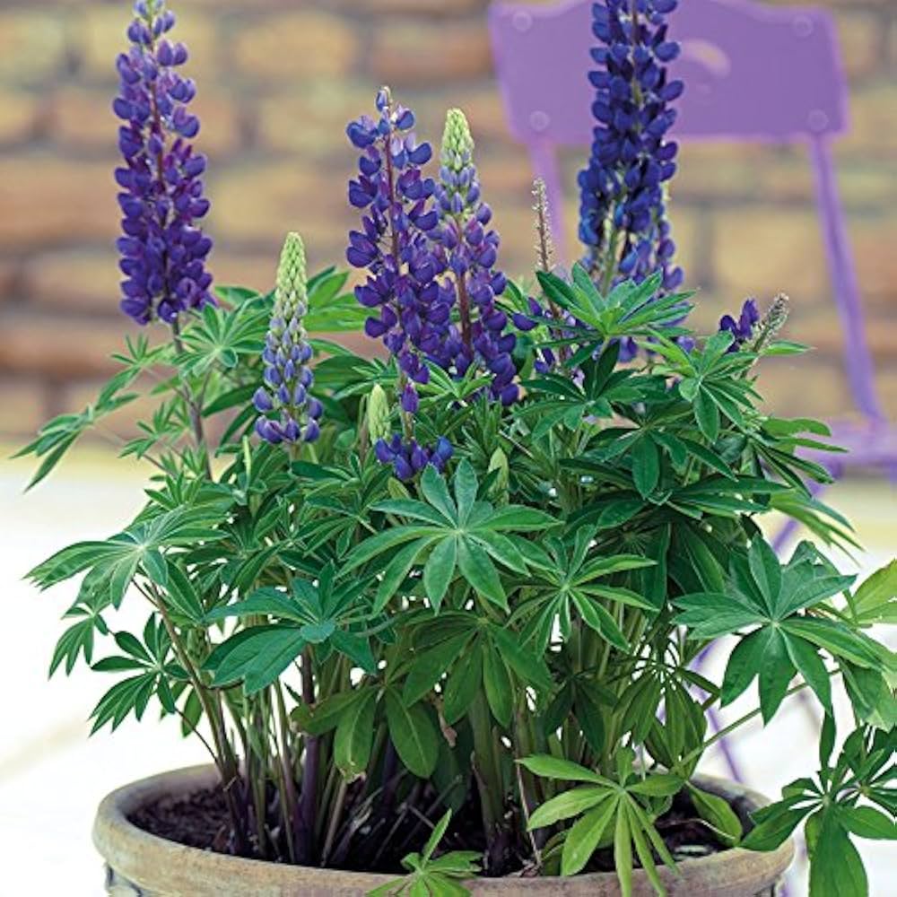 Blue lupine Lupinus perennis flower seeds for planting in backyard gardens
