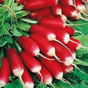  heirloom-non-gmo-french-breakfast-radish-seeds

