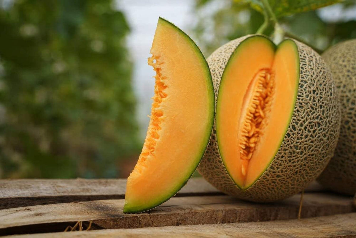 Hami Melon Seeds for Planting Cucumis melo for vegetable patches and urban gardens