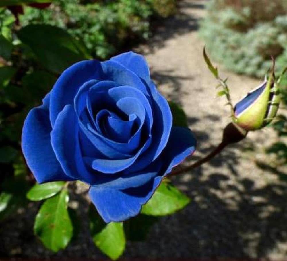 Rainbow Rose Rosa hybrida Sky Blue Flower Seeds for vertical gardens and home pots