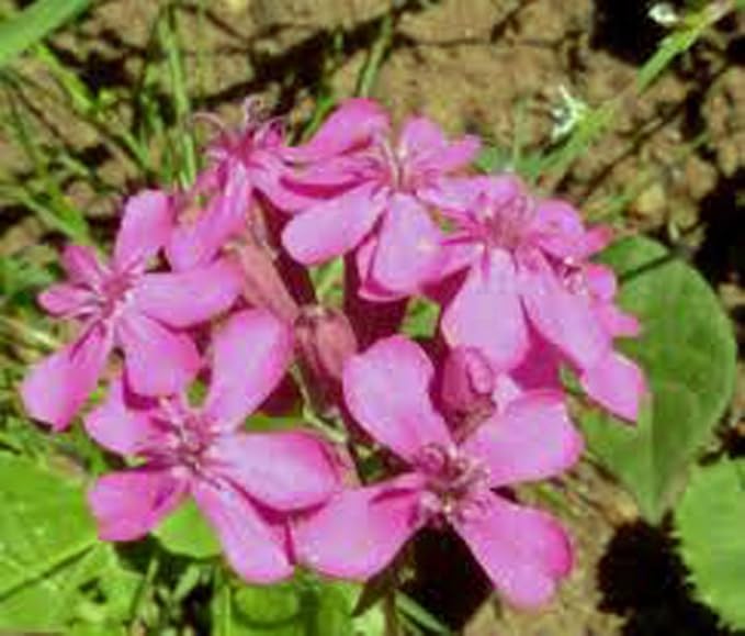 Catchfly Flower Seeds – Purple Rose Catchfly (+ Seeds)