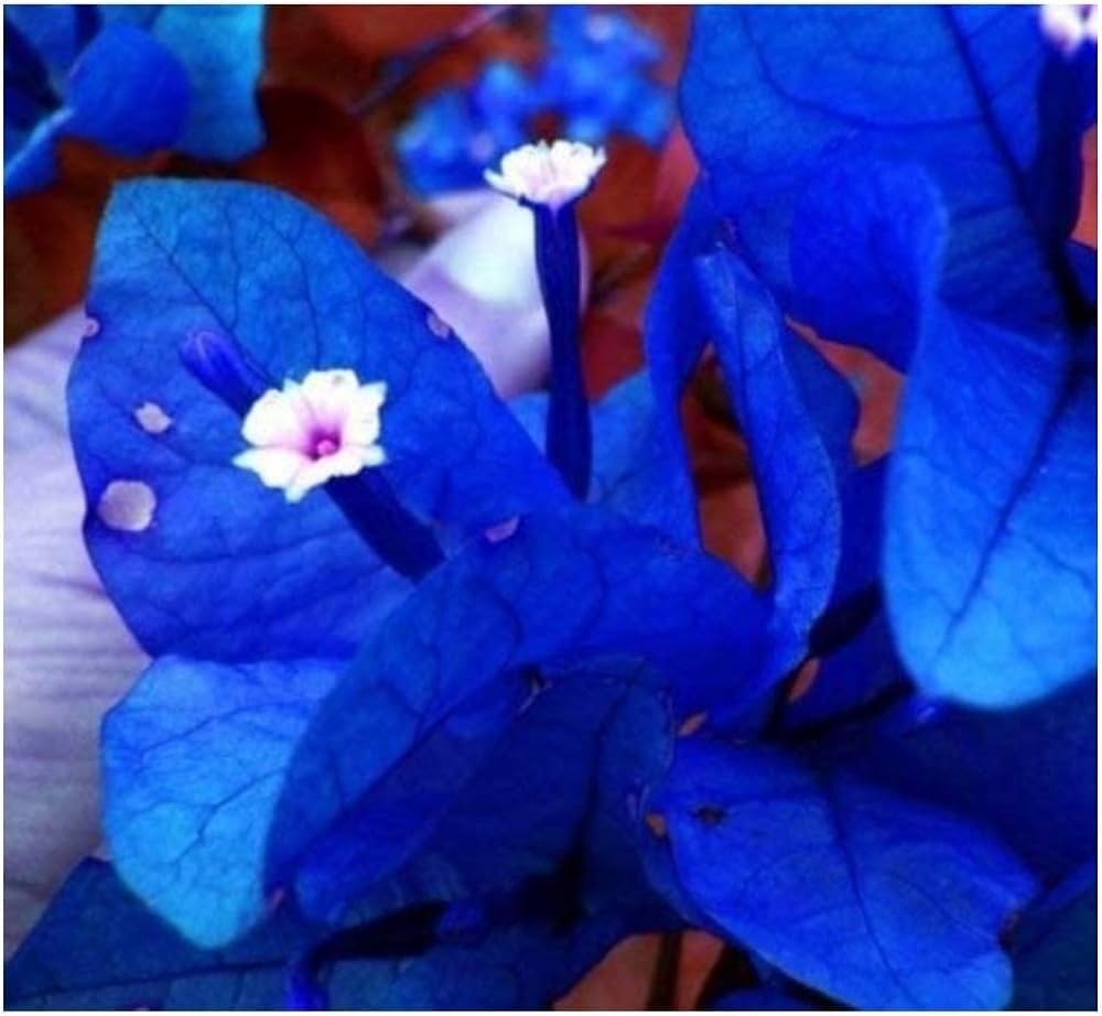 Bougainvillea spectabilis – climbing flower seed for colorful landscaping