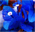 Bougainvillea spectabilis – climbing flower seed for colorful landscaping