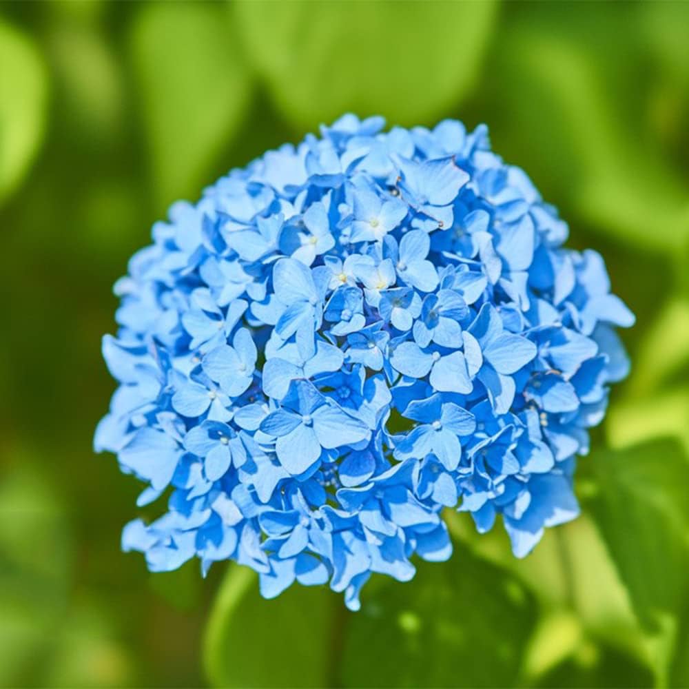 Blue Hydrangea Flower Seeds for Planting for Bonsai Tree and Low Maintenance Garden