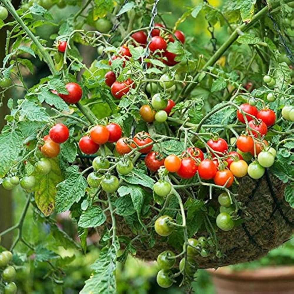 Garden Tomato Fruit Seeds for Balcony and Outdoor Planting
