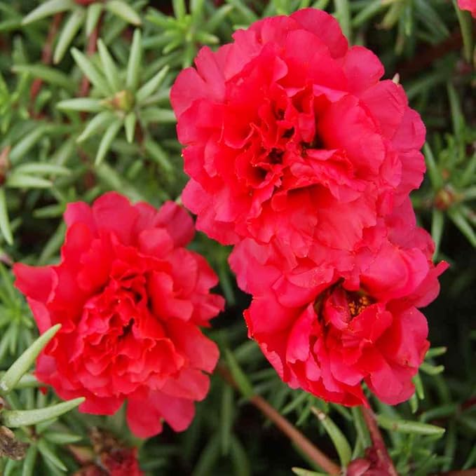 close-up of fleshy succulent leaves and vibrant moss rose flowers

