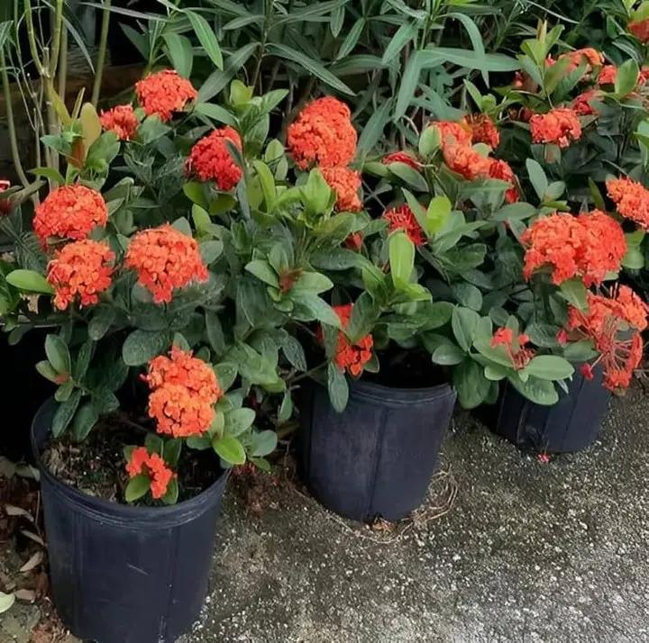Ixora Flower Seeds for Planting - NON GMO Seeds Dhara Seeds