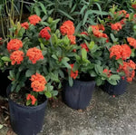 Ixora Flower Seeds for Planting - NON GMO Seeds Dhara Seeds