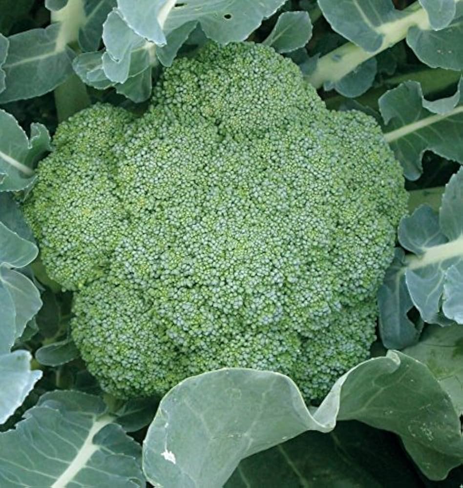 Broccoli Brassica oleracea Green Magic hybrid vegetable seeds for planting in home garden rows