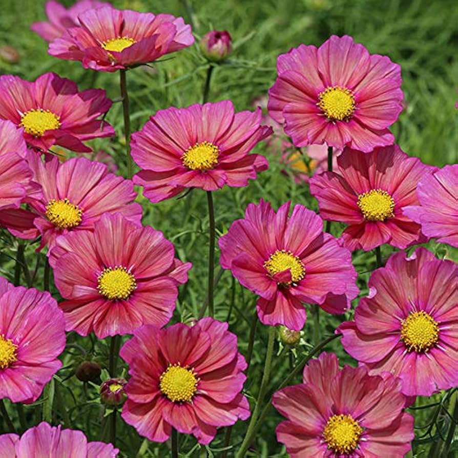 Cosmos Shells Mix Flower Seeds for Unique Shell-Like Petals in Your Garden