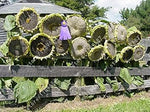 Yellow Sunflower Heirloom Non Gmo Image