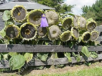 Yellow Sunflower Heirloom Non Gmo Image