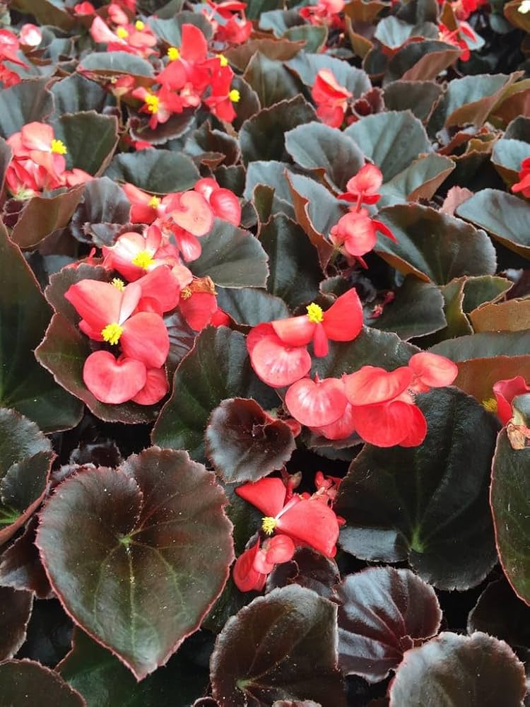 Begonia Rare Colors Begonia , hybrida flower seeds for planting in indoor garden or containers