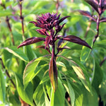 Heirloom Non-GMO Sweet Thai Basil Seeds