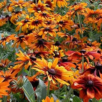 Organic Orange Cappuccino Rudbeckia Flower Seeds for Planting – Heirloom, Non-GMO