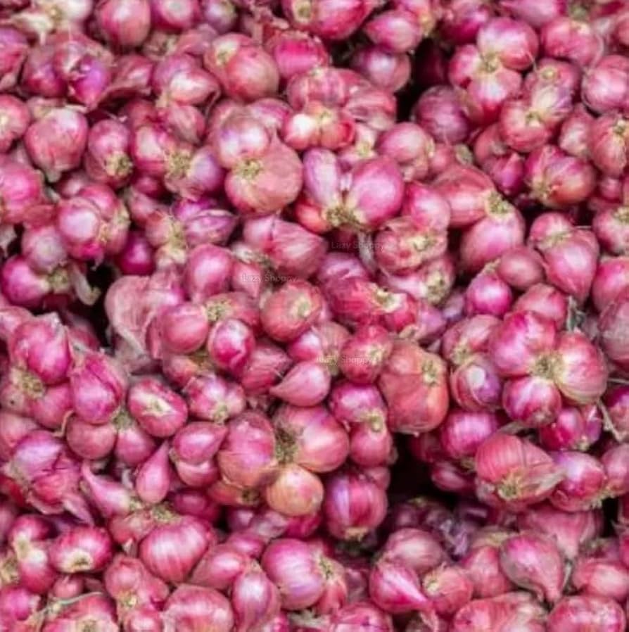 Four Seasons Red Shallot Seeds for Planting Vegetable Garden