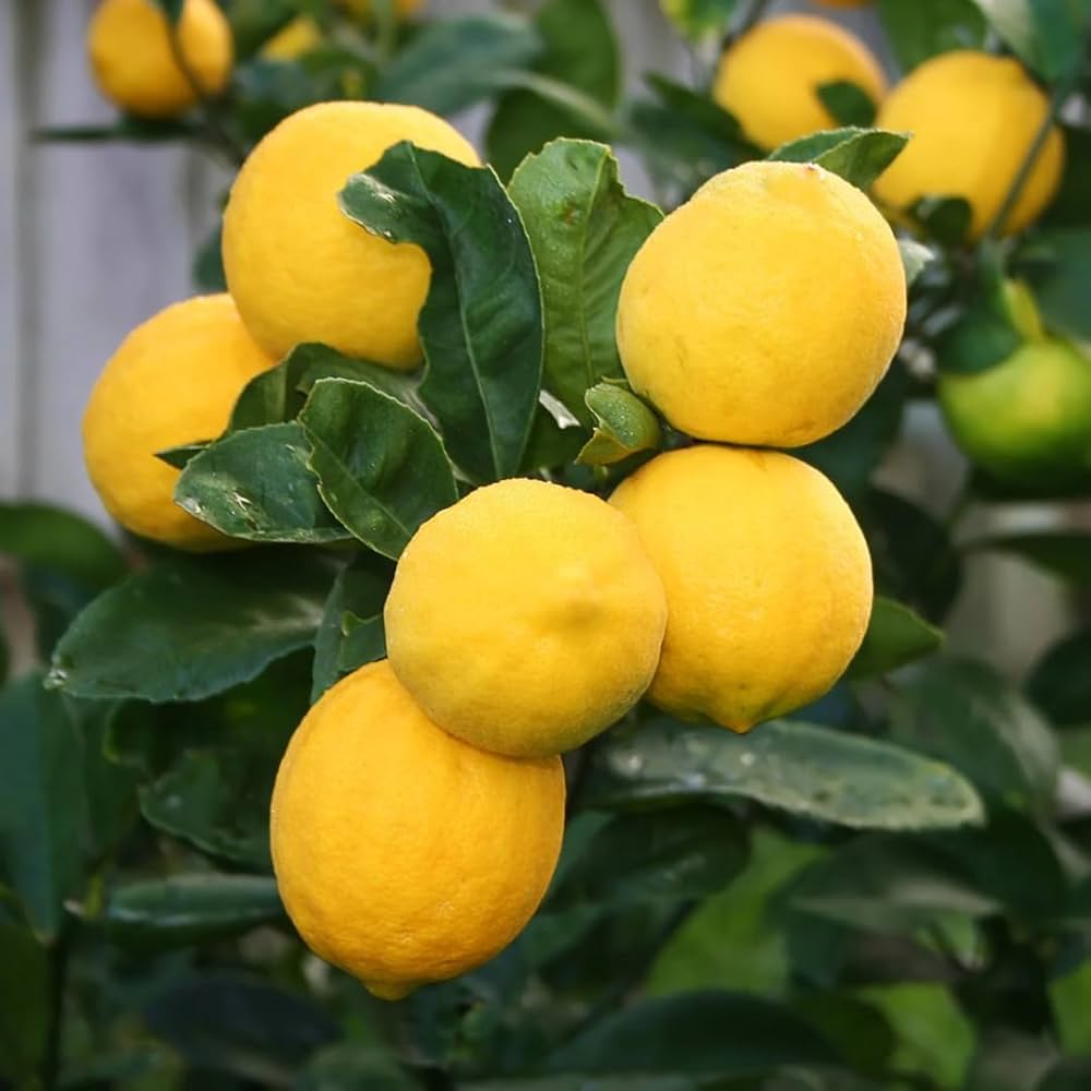 Yellow Lemon Seeds for Planting Organic Citrus Fruit Trees ( pcs)