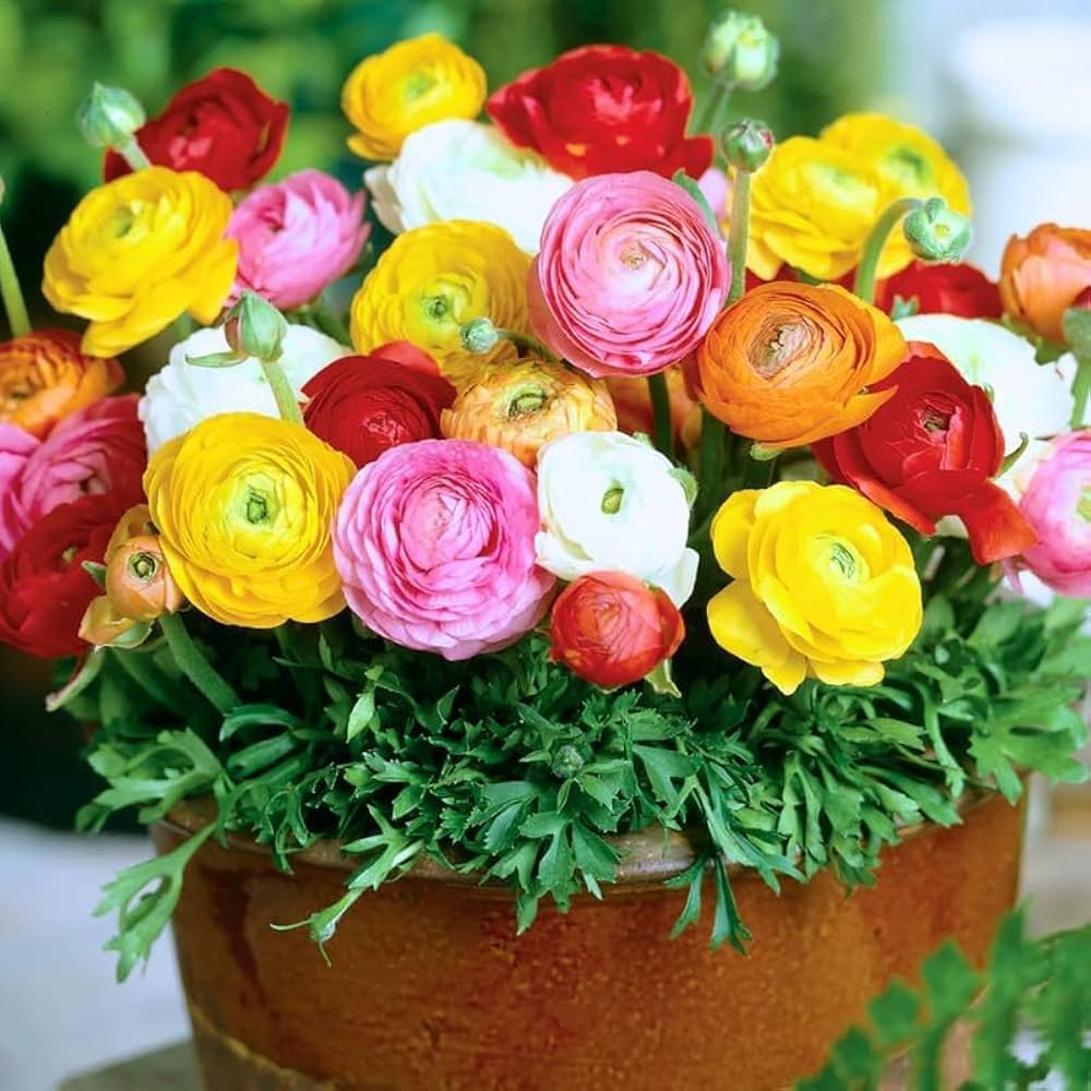 Ranunculus Picotee Mix Seeds for Planting Home Garden Flower Pots