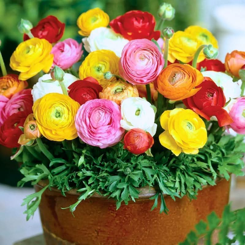 Ranunculus Asiaticus Mixed Colors Perennial  Flowering Seeds For Planting