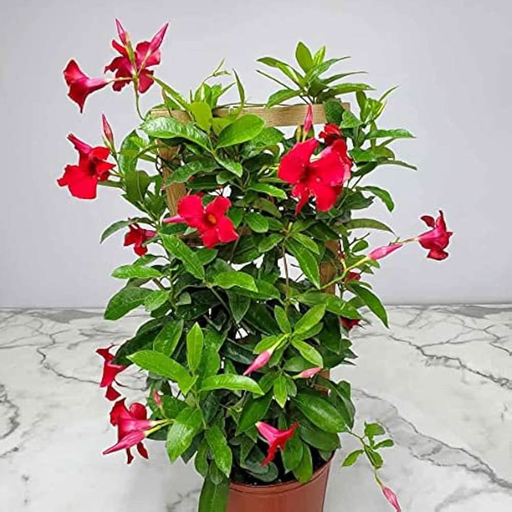 Mandevilla Sanderi climbing Flower Seeds for Planting in backyard trellises and home garden fences
