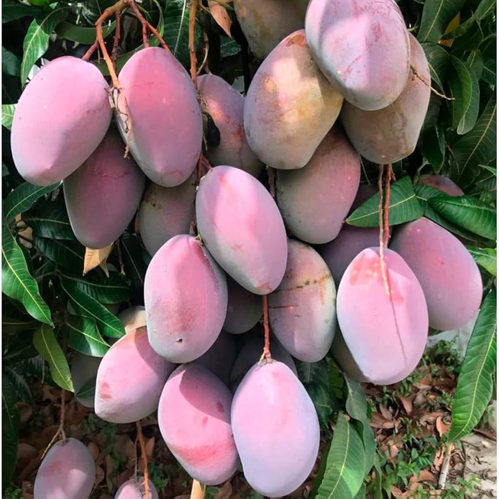 Osteen Mango (Mangifera indica) Seeds