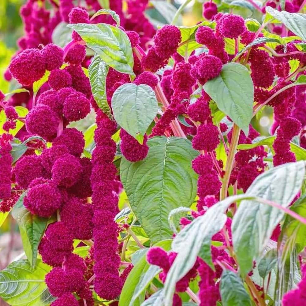 Love Lies Bleeding Amaranthus caudatus seeds flower beds