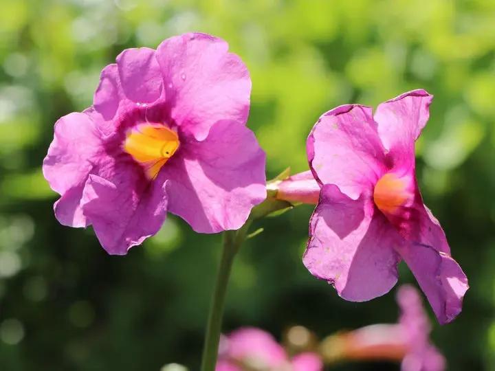 Incarvilla Flower Seeds for Planting – NON GMO Seeds Dhara Seeds