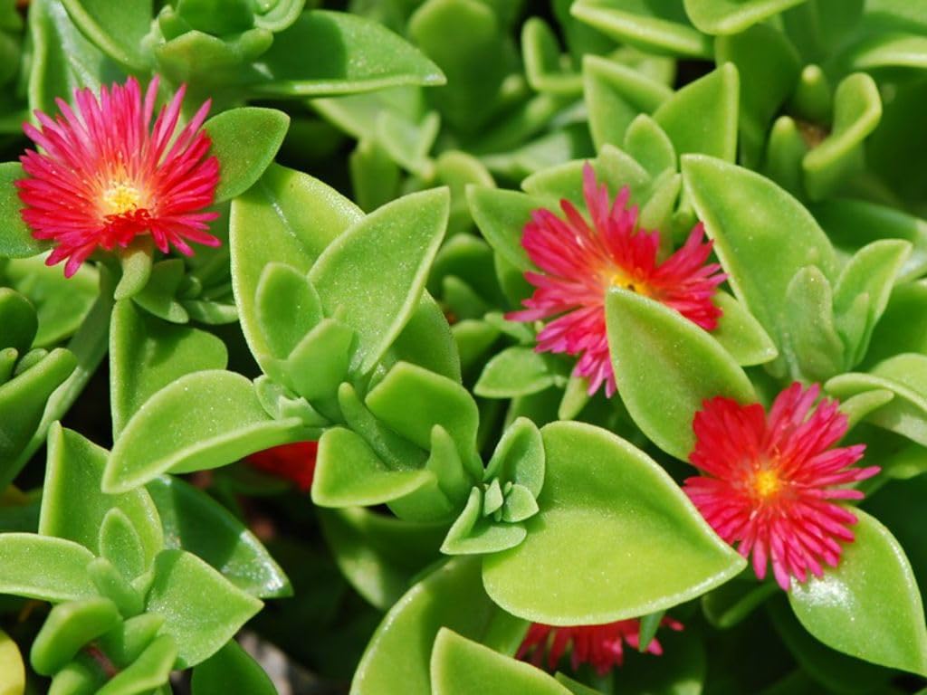 Heirloom Aptenia Cordifolia Flower Seeds for Planting – Non-GMO, Ground Cover Flower Seeds for planting in your garden.