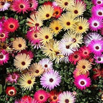 Ice Plant Mixed Flower Seeds for Planting – Organic, Heirloom, Non-GMO Seeds seeds for planting in home garden