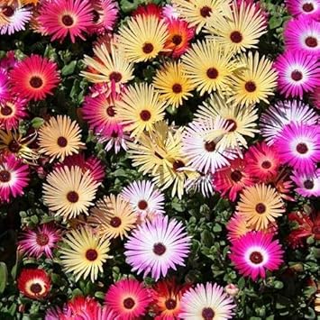 Ice Plant Mixed Flower Seeds for Planting – Organic, Heirloom, Non-GMO Seeds seeds for planting in home garden