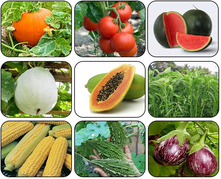 Organic Rare Vegetable Seeds pcs % Real Fresh