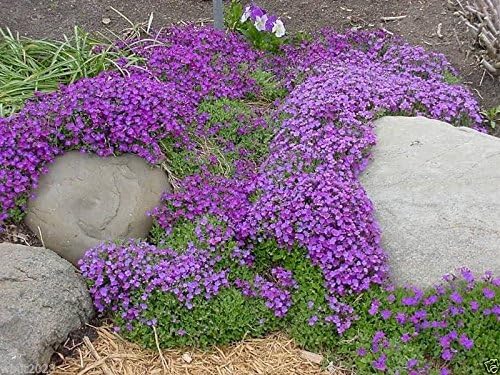 Aubrieta Cascade Purple Flower Seeds