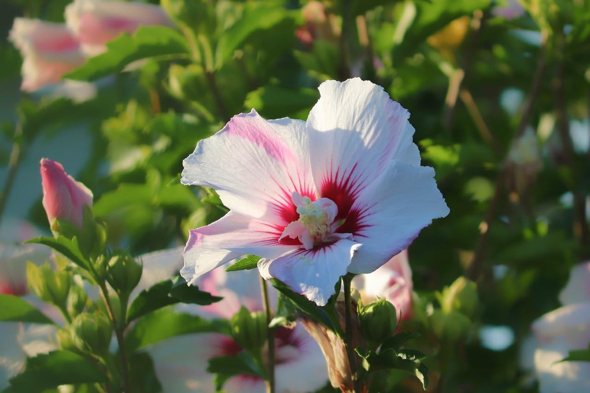 Light Pink Double Rose von Sharon Hibiscus Seeds for Planting flower bed
