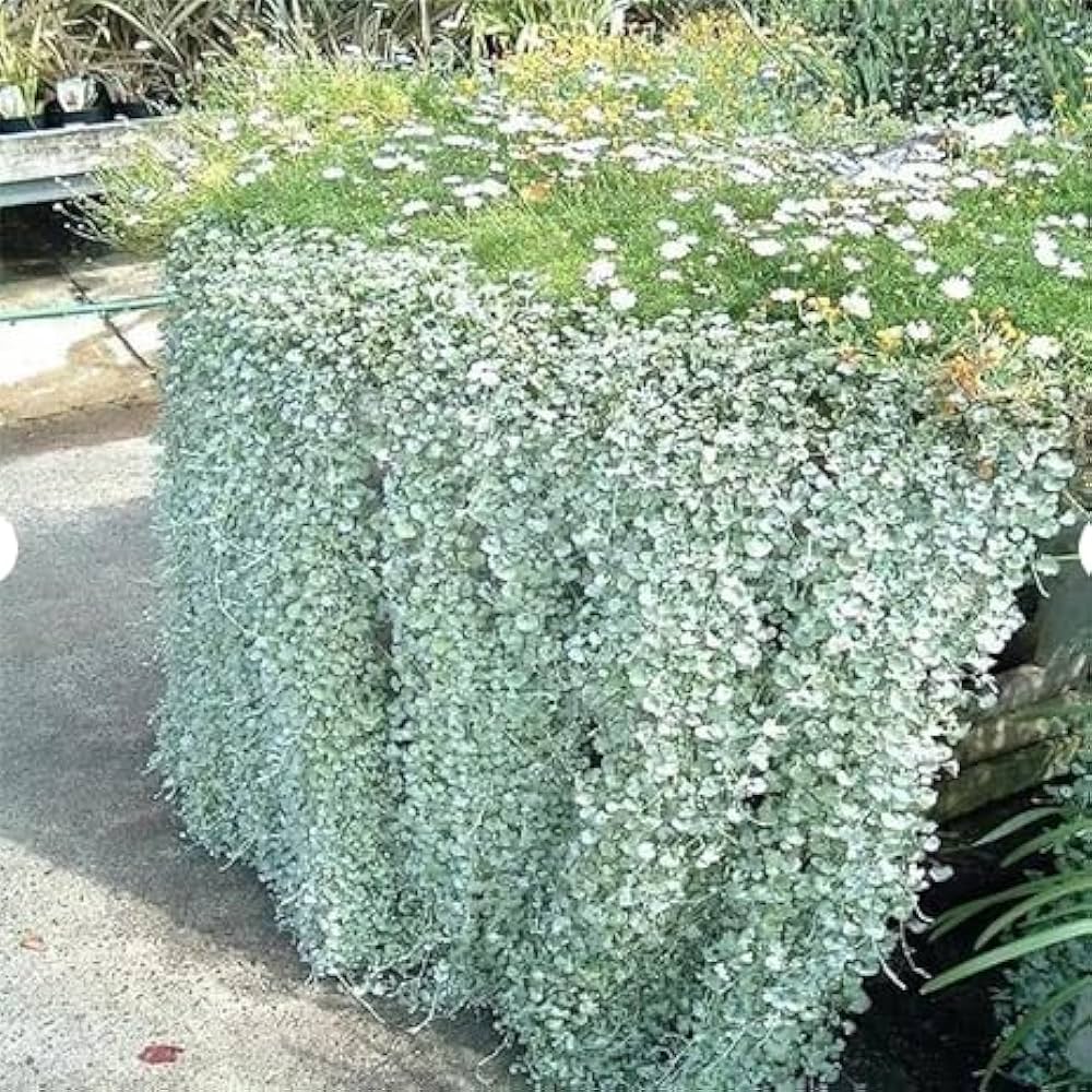 Silver Falls Dichondra Ground Cover Seeds