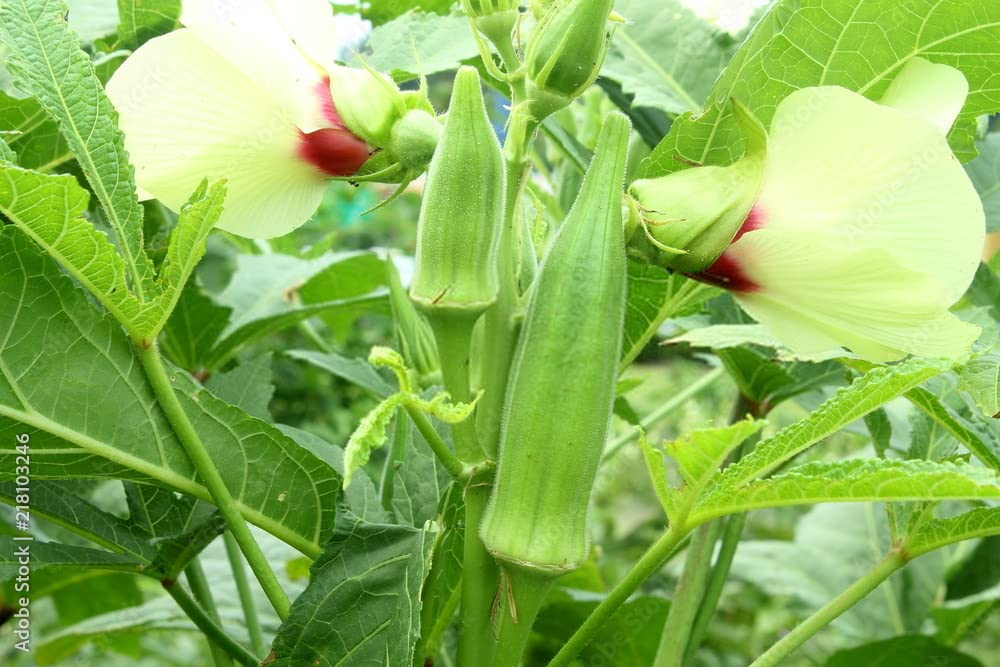 Okra Vegetable Abelmoschus esculentus Seeds for Planting for Vegetable Patch and Home Garden