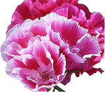 close-up of cup-shaped flowers with delicate petals

