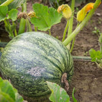 Pumpkin Cucurbita Pepo Seeds for planting in fall garden