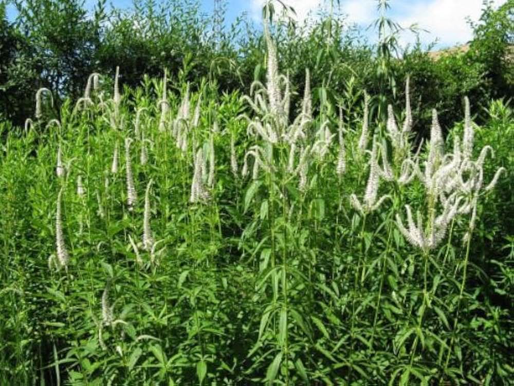 Culver’s Root Veronicastrum Perennial Flower Seeds