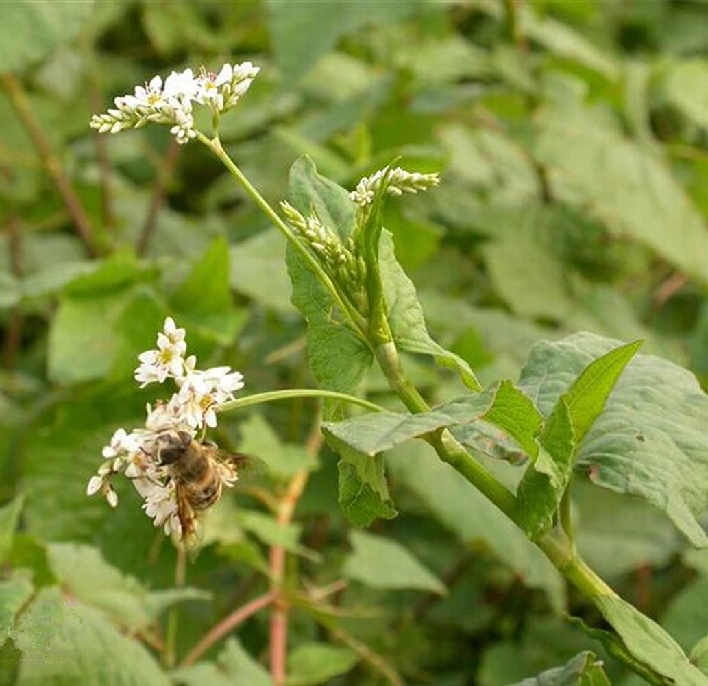 Organic Buckwheat Seeds